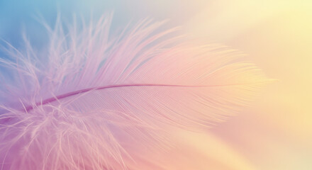 Delicate pink feather floats gently in soft pastel gradient light creating a serene and tranquil abstract backdrop