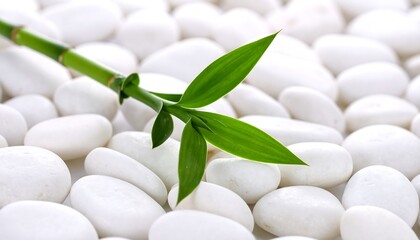 Zen-like bamboo and white stones
