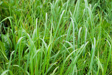 Obraz premium Lush green grass fills landscape, swaying softly in gentle breeze. Small plants and flowers among grass, adding to natural beauty of scene. Decorative natural background