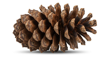 Detailed close up of a natural brown pine cone showing intricate scales and textures on a clean white background