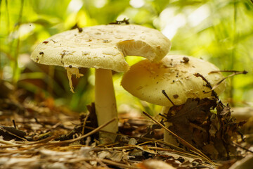 秋の風景、森の中で見つけたきのこ