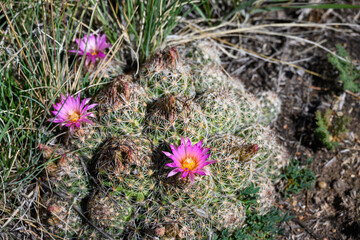 Pink flowers blooming on a Hedgehog Cactus, round ball shaped leaves, growing in an arid dry desert landscape, Grand Canyon National Park, Arizona
