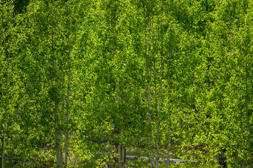 Green leafy background, closeup of quaking aspen branches and leaves backlit by the sun, Grand Canyon National Park, Arizona

