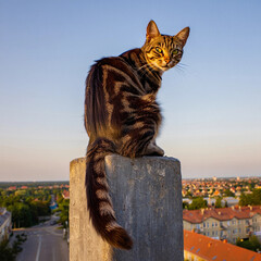 Cat on-16