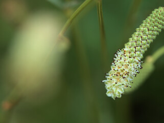 9月に咲いたナガボノシロワレモコウの白い花