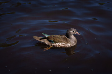 Mandarin duck (Aix galericulata), forest duck swimming on the water, close-up, looking into the camera.