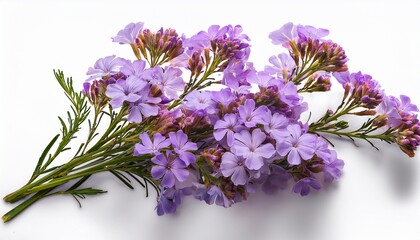 Fototapeta premium Twig Of Limonium Small Flowers Isolated On White Or Transparent Background