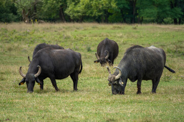 Fototapeta premium A herd of domestic water buffalos (Bubalus bubalis) grazing on a green meadow in rural landscape. Traditional livestock in Hungary, known for its strength and calm nature.