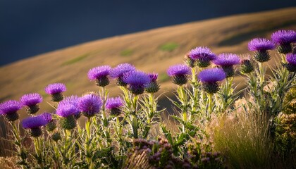 Thistle Purple Flowers
