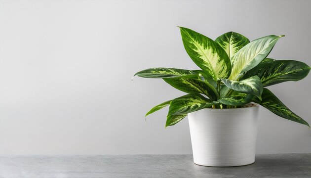 Dieffenbachia Camila In White Pot