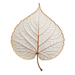 Obraz premium Single, delicate leaf skeleton; white, intricate veins against black background