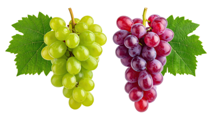 Two bunches of grapes, green and red, with leaves