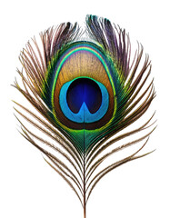 Obraz premium Close-up of a peacock feather, vibrant colors, intricate details, showing the iridescent hues and delicate barbs