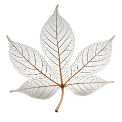 Transparent white leaf with intricate vein structure against a black background