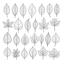 Assortment of detailed leaf outlines, black and white, on a black background