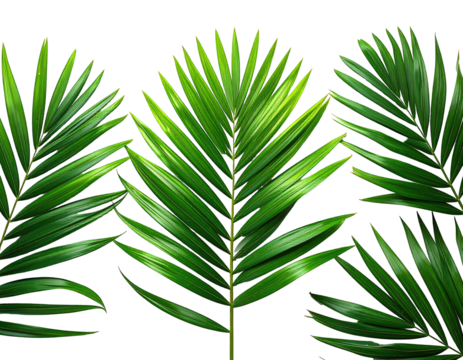 Close-up of vibrant green palm fronds against a black background.  Sharp, detailed fronds with distinct lines.  Tropical, lush, and healthy foliage