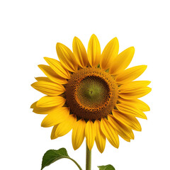 Fototapeta premium Blooming sunflower, isolated, black background, design element