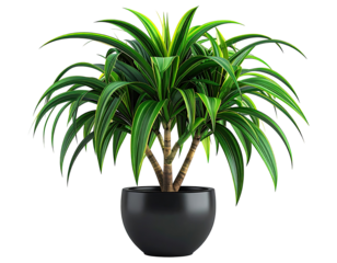 Vibrant houseplant in dark pot.  Broad, splayed leaves, vibrant green with lime accents.  Strong central stem