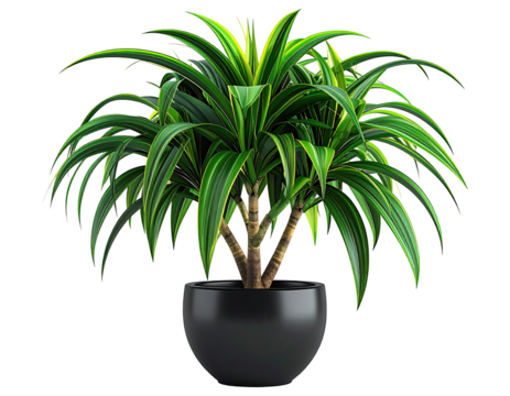 Vibrant houseplant in dark pot.  Broad, splayed leaves, vibrant green with lime accents.  Strong central stem