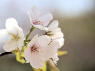 4月に咲いたオオシマザクラ