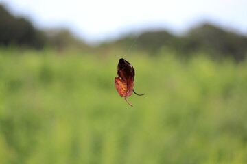 宙に浮かぶ枯葉