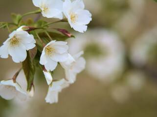 4月に咲いたオオシマザクラ