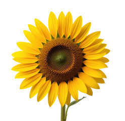 Fototapeta premium Vibrant sunflower bloom, close-up, field background, summer