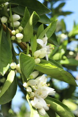 bee on the flower of a lemon tree, closeup of photo