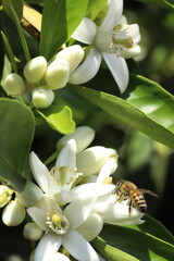 bee on the flower of a lemon tree, closeup of photo