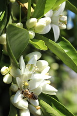 bee on the flower of a lemon tree, closeup of photo