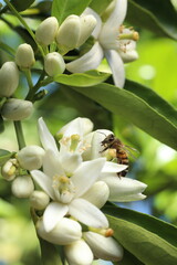 bee on the flower of a lemon tree, closeup of photo
