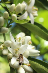 bee on the flower of a lemon tree, closeup of photo
