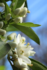 bee on the flower of a lemon tree, closeup of photo
