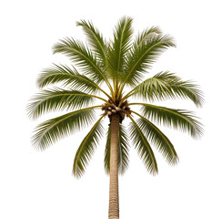 Tropical palm tree isolated on black background, for design