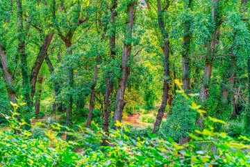 Preciosa ruta botánica de la torrecilla  © David