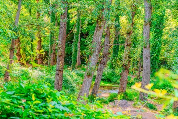 Preciosa ruta botánica de la torrecilla 