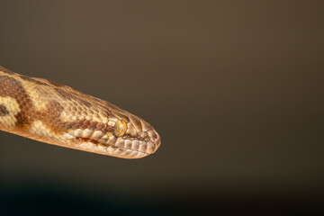 Close up of Stimson Python's face, snake eye and nostrils with copy space