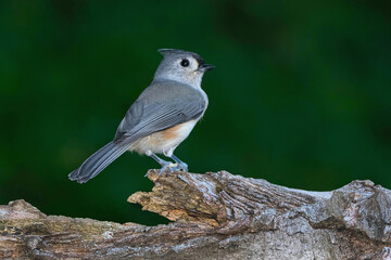 Tufted Titmouse in profile.