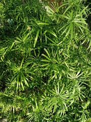 close up of green Cyperaceae