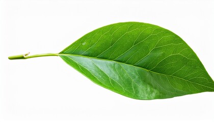 Obraz premium Vibrant Green Leafy Branch Isolated On Pure For Natural Design Elements Transparent Background