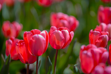 Close-up tulips in the spring garden. Beautiful blooming flowers in the spring park. Select focus shallow depth of field. Spring background. Tulipa. Blossom garden with tulips in April.