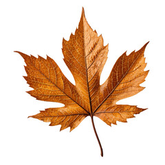 Fototapeta premium Isolated, detailed autumn leaf with brown hues and intricate texture
