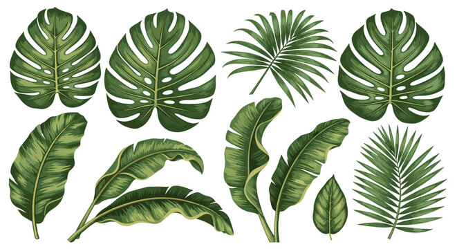 Vibrant tropical leaves vector illustration set with exotic green botanical foliage isolated on transparent background, perfect for natural design.