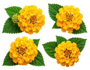 Four vibrant, isolated, yellow flowers with green leaves, arranged in a grid pattern