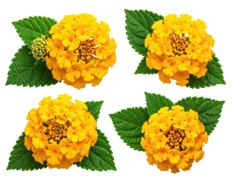 Four vibrant, isolated, yellow flowers with green leaves, arranged in a grid pattern