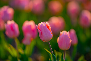 Close-up tulips in the spring garden. Beautiful blooming flowers in the spring park. Select focus shallow depth of field. Spring background. Tulipa. Blossom garden with tulips in April.