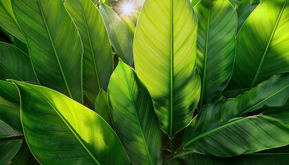 Lush Vibrant Green Leaves Form A Dense Natural Backdrop Background Sunlight