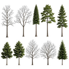 Obraz premium Variety of digitally rendered deciduous and evergreen trees