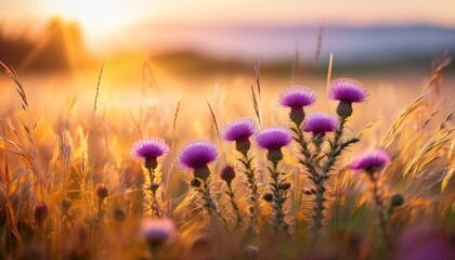 Vibrant Purple Thistle Flowers Illuminated By Soft Morning Light In A Lush Summer Meadow With Golden Grasses Creating A Serene Outdoor Scene
