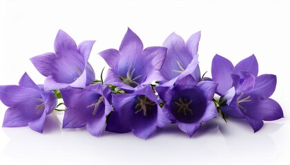Canterbury Bells Campanula White Background